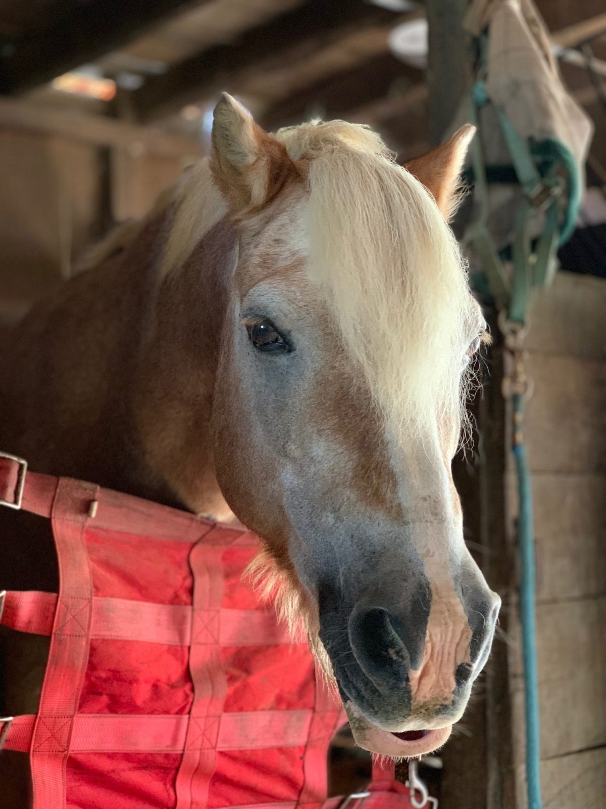 Transform Your Horse'S Behavior With Proper Rein Technique - e94dq0t