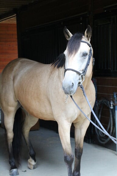 Rosie Free Rein Rosie Free Rein