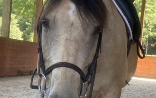 Rosie Free Rein Rosie Free Rein