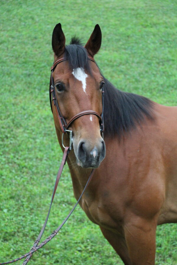 Meet Our Horses Free Rein